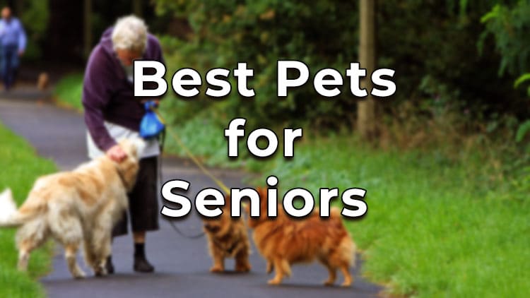 Best pets for seniors