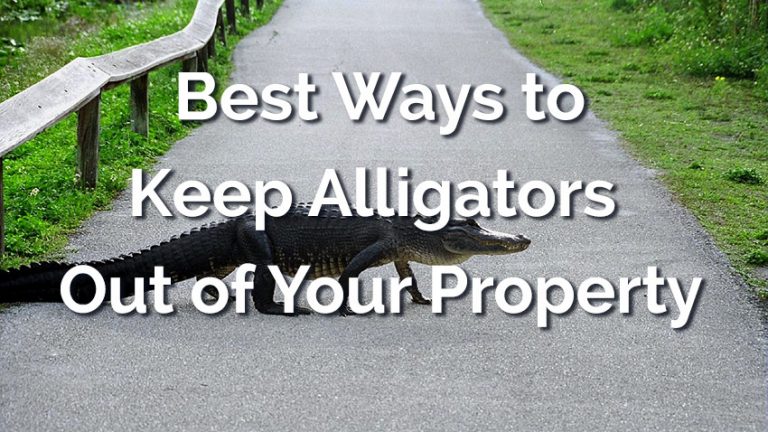 How to Keep Alligators Out of Your Yard and Pool [All the Best Methods ...