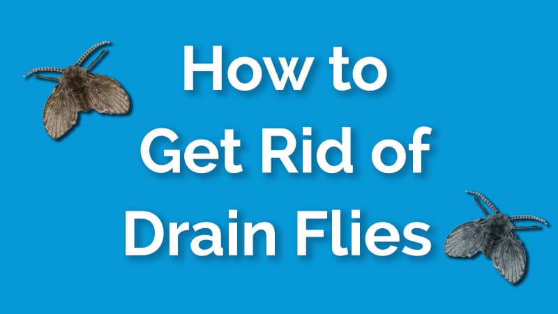 How To Get Rid Of Drain Flies Fast And For Good A Step By Guide Dailyhomesafety - Why Do I Have Small Flies In My Bathroom