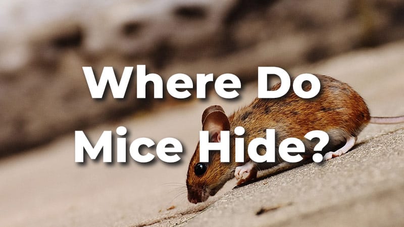 Where do mice hide