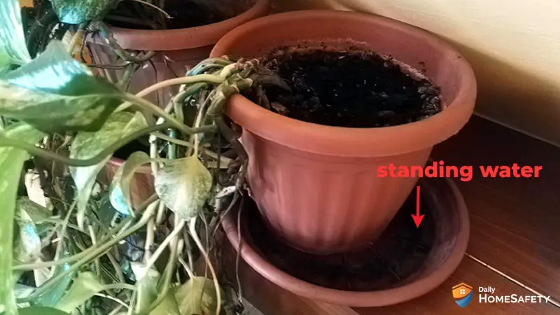 Stagnant water in plant saucer