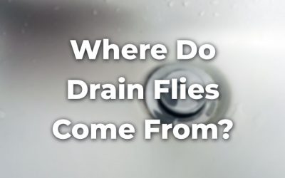Where Do Drain Flies Come From? 3 Simple Methods to Find Them All