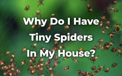 Why Do I Have Tiny Spiders In My House? What Attracts Them?