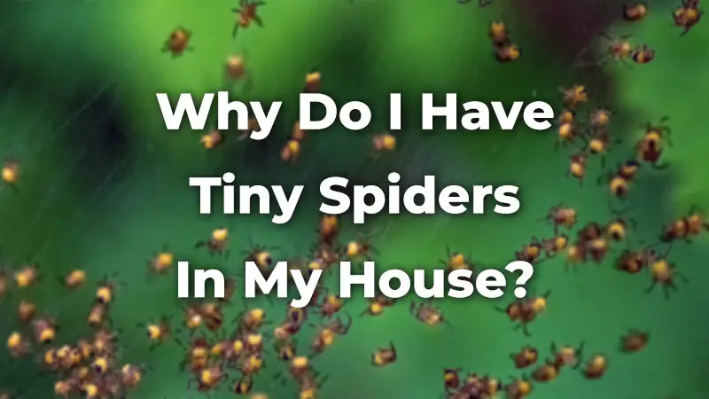 Why do I have lots of tiny spiders in my house