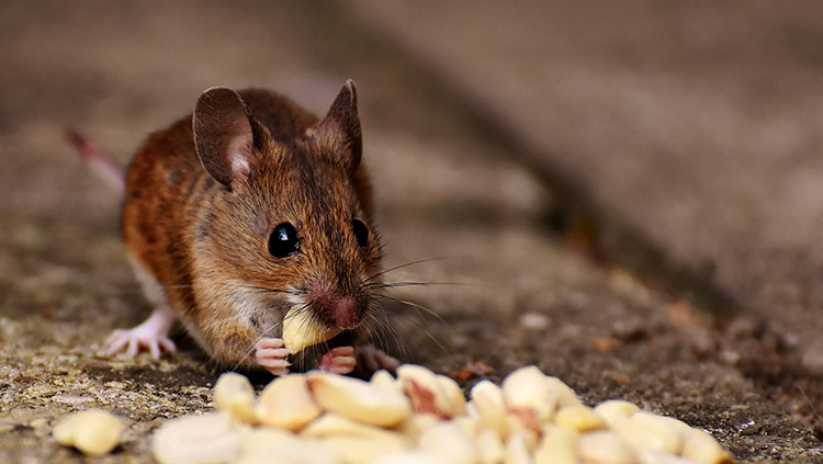 Easy-to-access food for mice