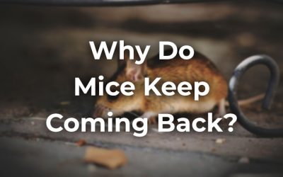 5 Reasons Why Mice Keep Coming Back [And The Solution]