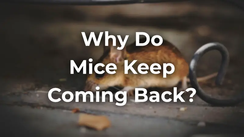 Why do mice keep coming back