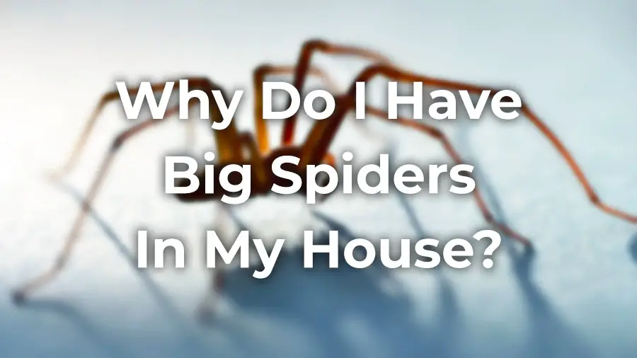 Why Do I Have Big Spiders In My House? How Do They Get Inside?