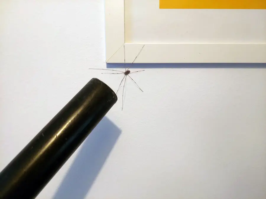 Catching spider with vacuum cleaner